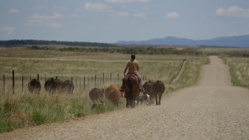 A horse rider with a dog guiding cattle along a dirt road