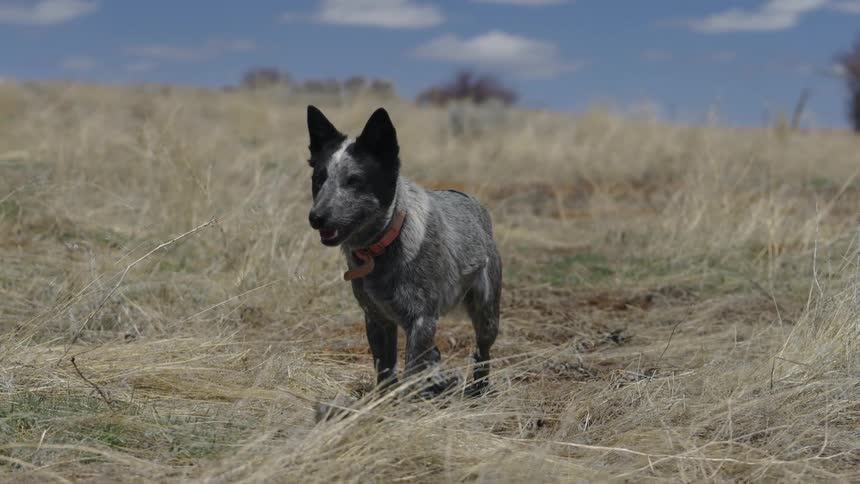Black and white dog walking through dry grass in pasture