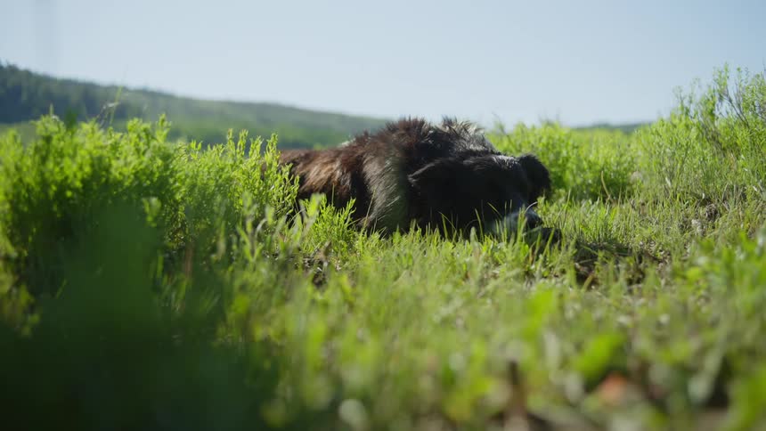 A dog lies resting on grass on a plain