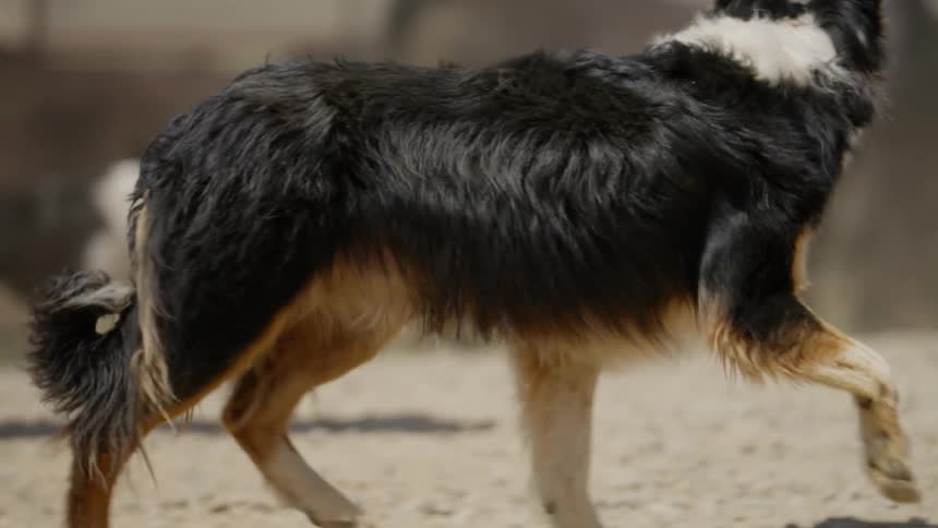 An australian shepherd walking on a sandy surface with its tail up and head turned slightly to the side