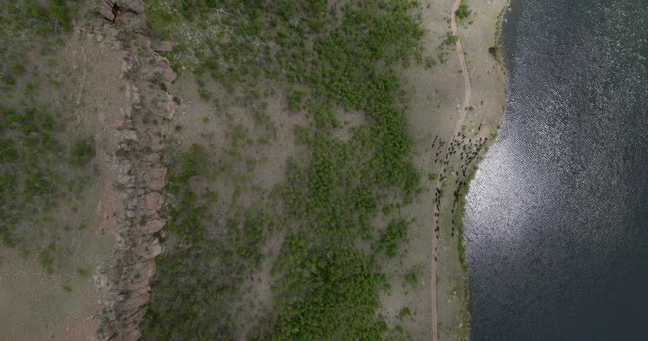 Aerial view of a group of animals walking along the shore of a lake