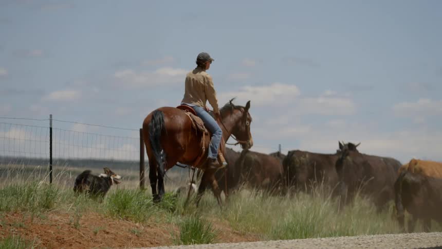 A clip of a lady riding a horse and herding the cows