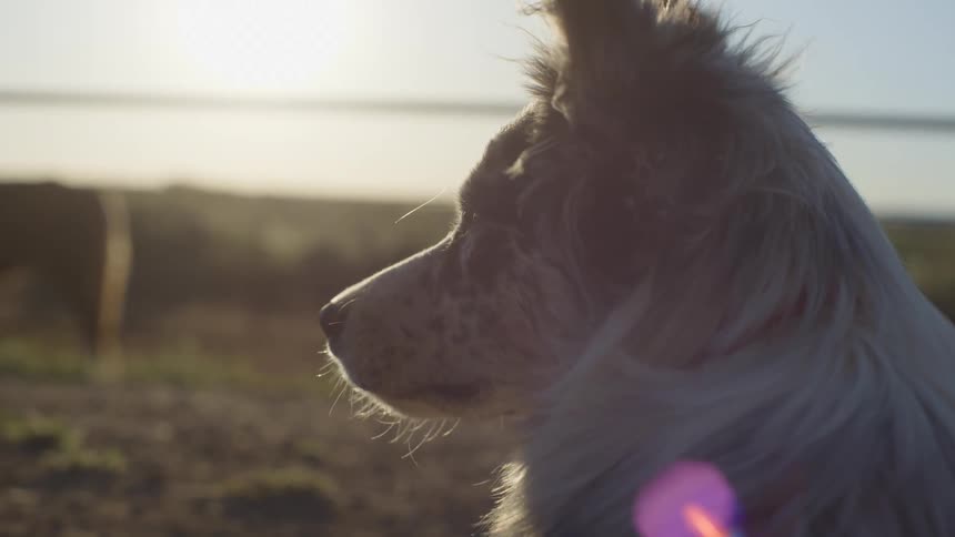 A dog sits inside an enclosure and looks around at the surroundings
