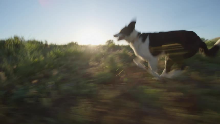 A dog running across a grass plain