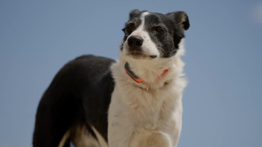 A black and white dog with a red collar looking straight ahead with his tongue hanging out