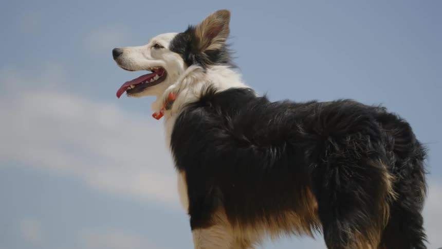 Shaggy collie lolls its tongue while standing outdoors on a cloudy day
