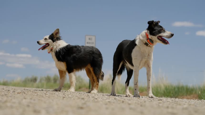 Two dogs standing on gravel look around on a slightly cloudy day