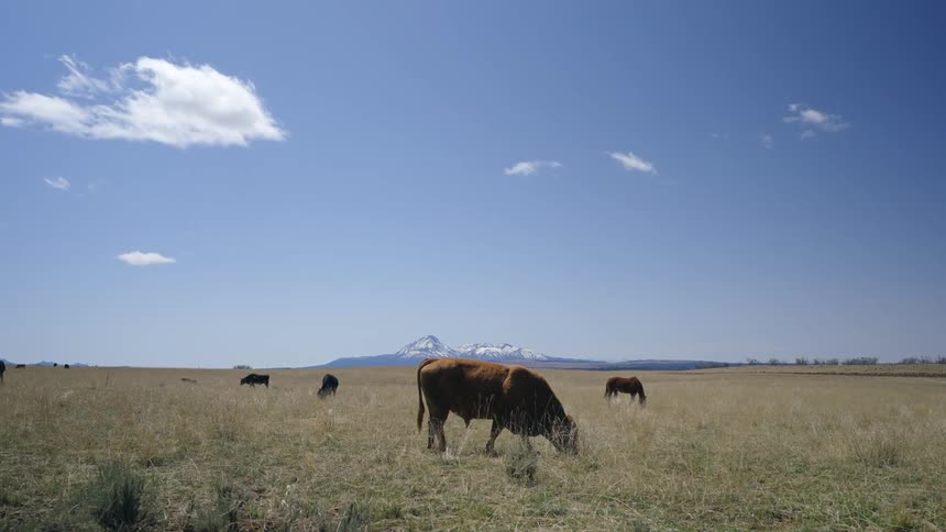 Cows in a pasture with snowy mountains in the background