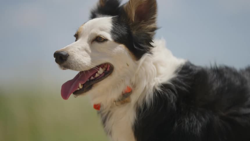 Black and white dog with tongue hanging out