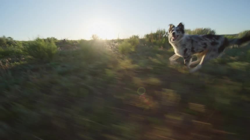A dog running through a grassy field at morning