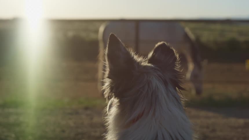 Dog watching horses inside a fence on a farm