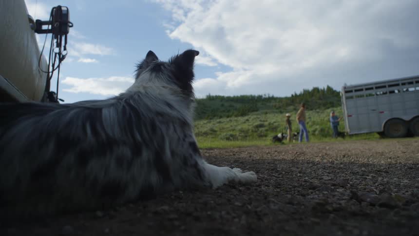 An image of dogs and people standing beside a van