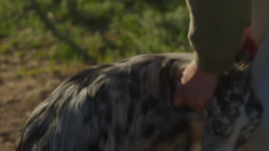 A dog playing with its owner asking to be petted
