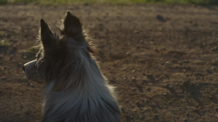 Dog with ears up watching animals on a farm