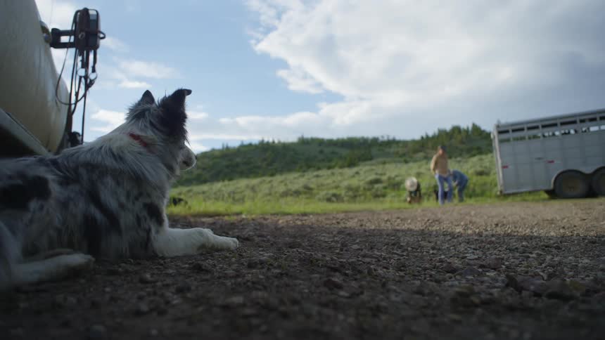 People standing near a livestock trailer play with a dog while a second dog looks on from a distance