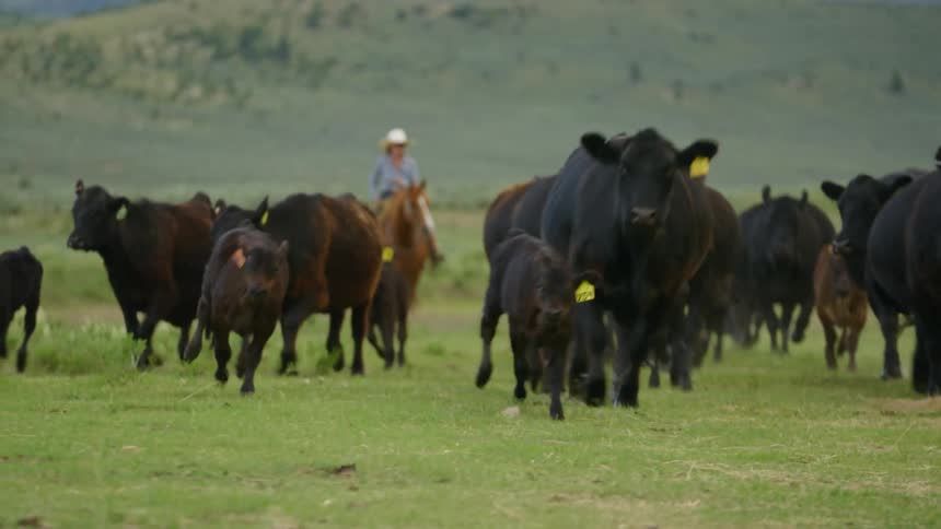 A woman on horseback herding black cows on a grassy plain