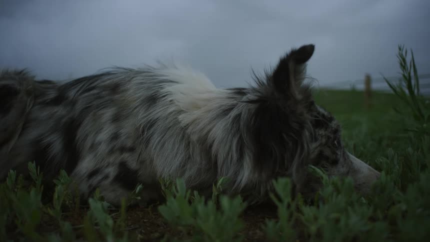 A clip of a dog resting on the grass