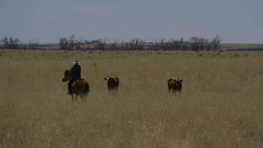 Person riding a horse through a pasture with cows and accompanied by a dog