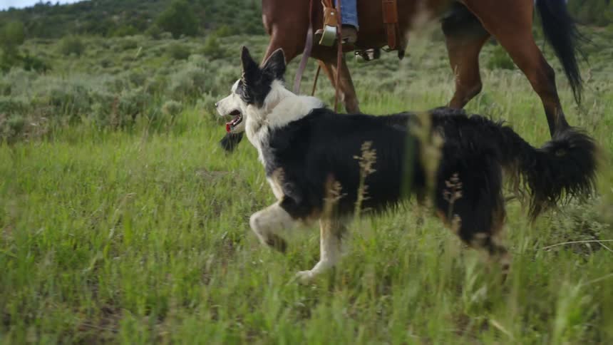 A dog happily trots next to a person riding a horse in the grasslands