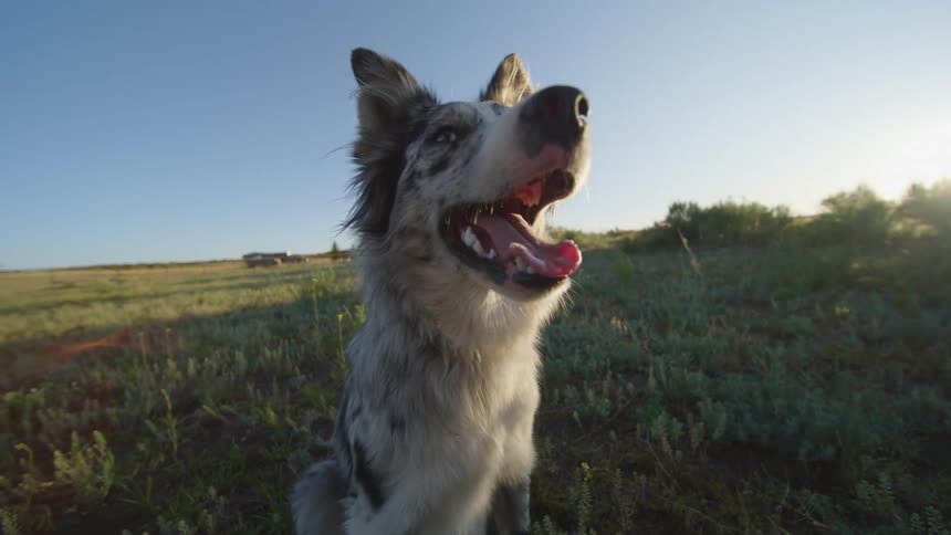 Two dogs in a field with one of them interacting
