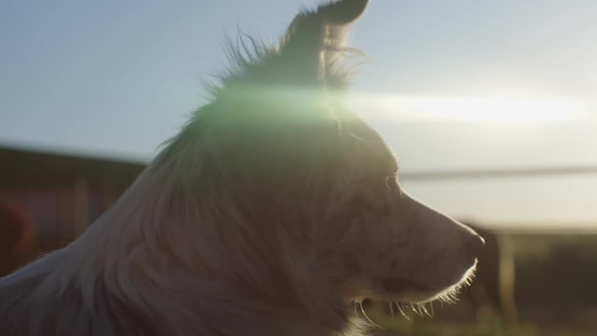 A dog sits on a farm and looks around as the son sets