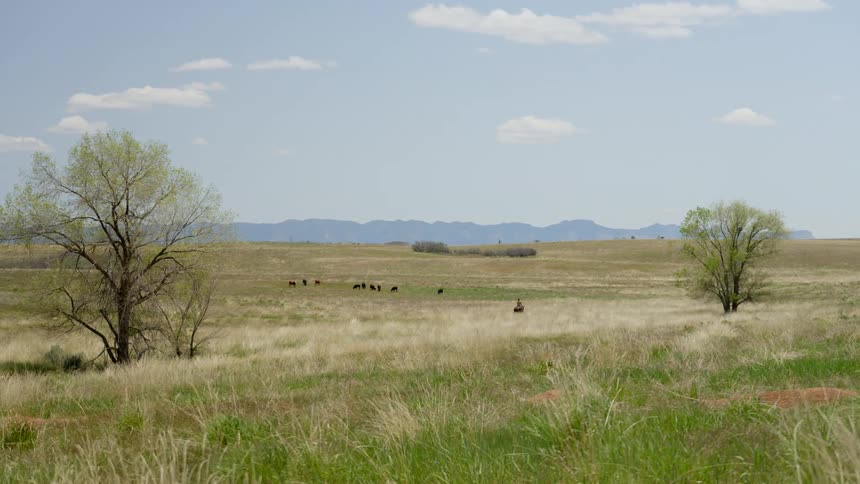 Field with grass and animals with the silhouette of mountains in the background