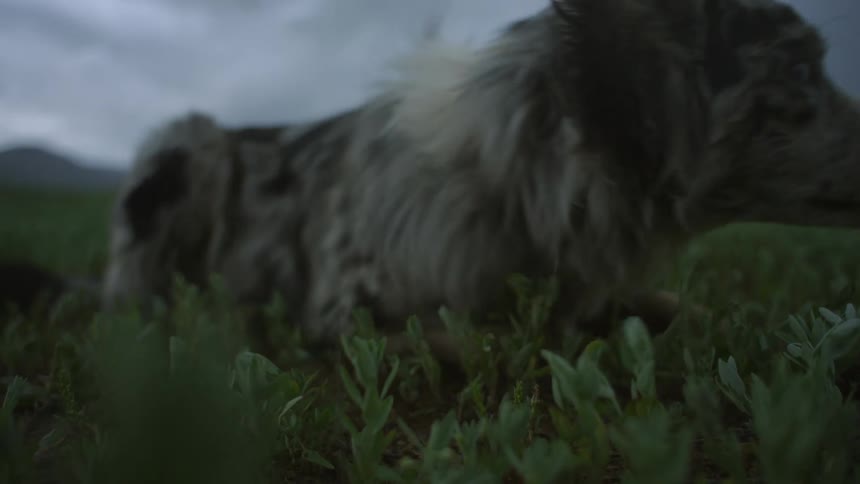 Dog lying on the grass on a cloudy day