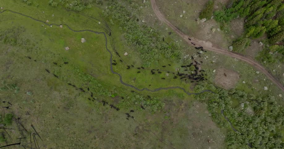 An aerial clip of farm animals roaming the grassland