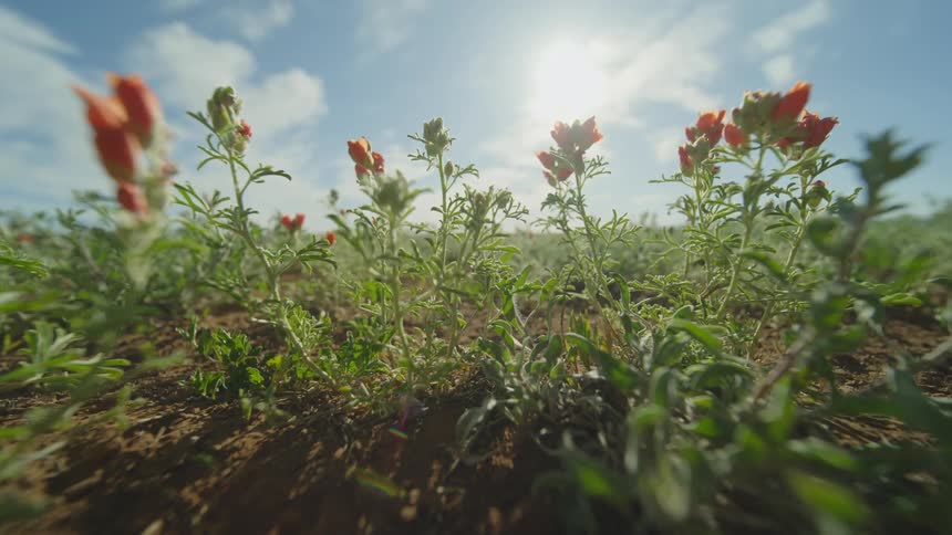 A close up clip of flower plants