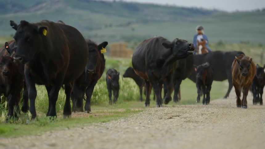 An adult herds black cattle while riding horseback on pasture land