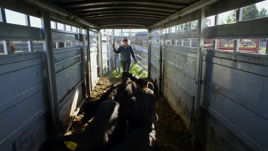 A female farmer herds cattle into a metal enclosure and closes a gate
