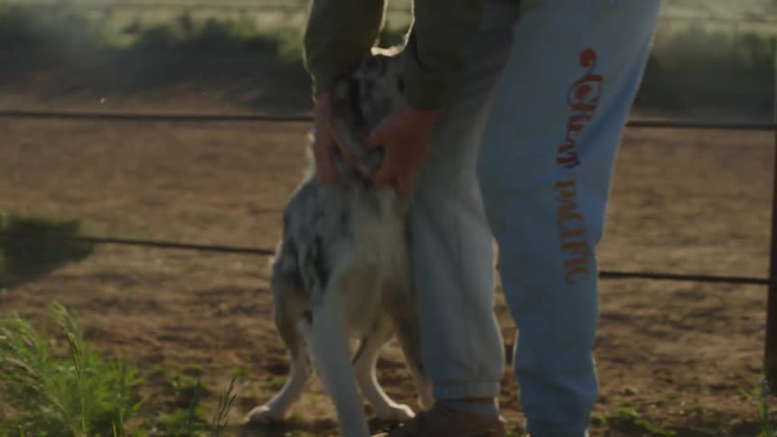 A happy australian shepherd dog playing with a person on a farm