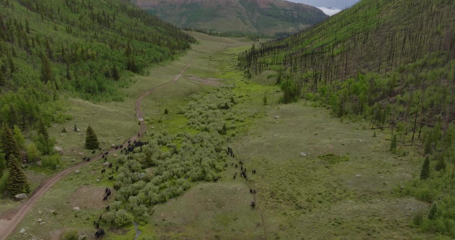 Cowboys on horses push a herd of cattle through a green mountain valley