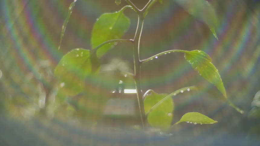 A green plant covered in water droplets blows in the wind