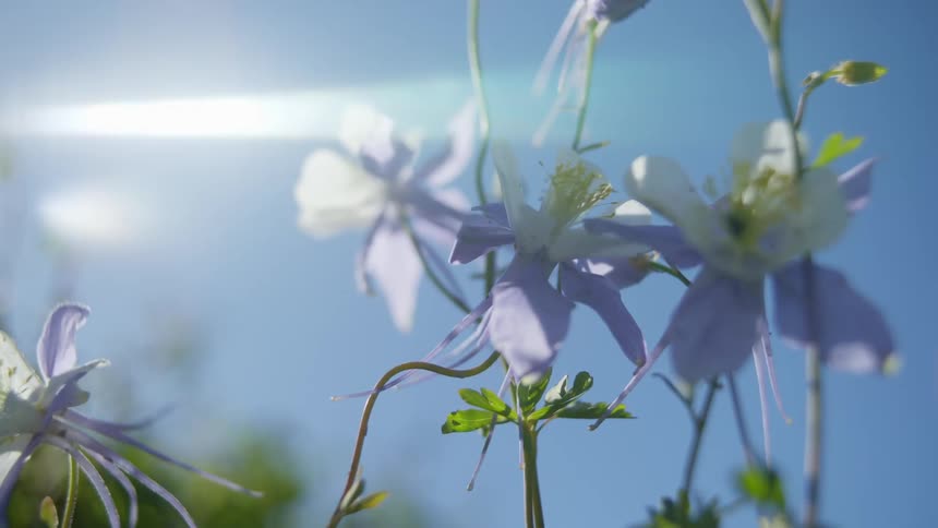 Close up of a flower with lilac and white petals and an insect