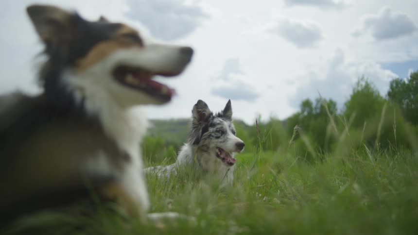 Two dogs in a grassy field with a cloudy sky overhead