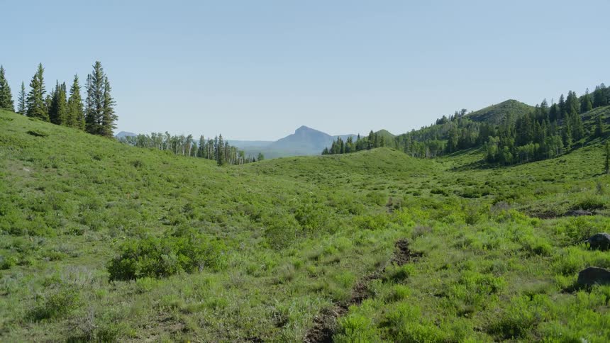 Landscape of a mountain field with trees and conifers