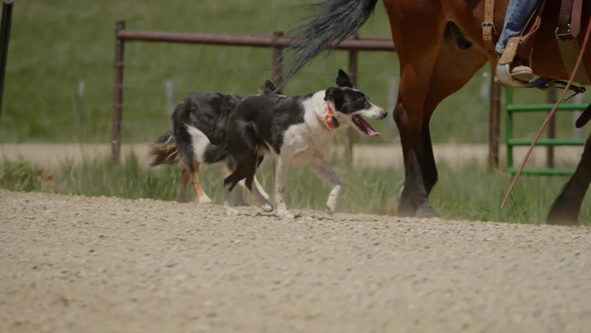Two black and white dogs walking next to a brown horse
