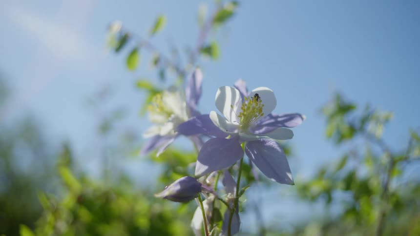 Close up of a flower with a bee
