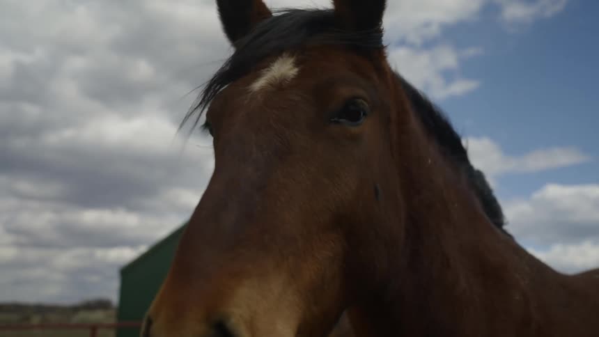 A close up clip of an horse head
