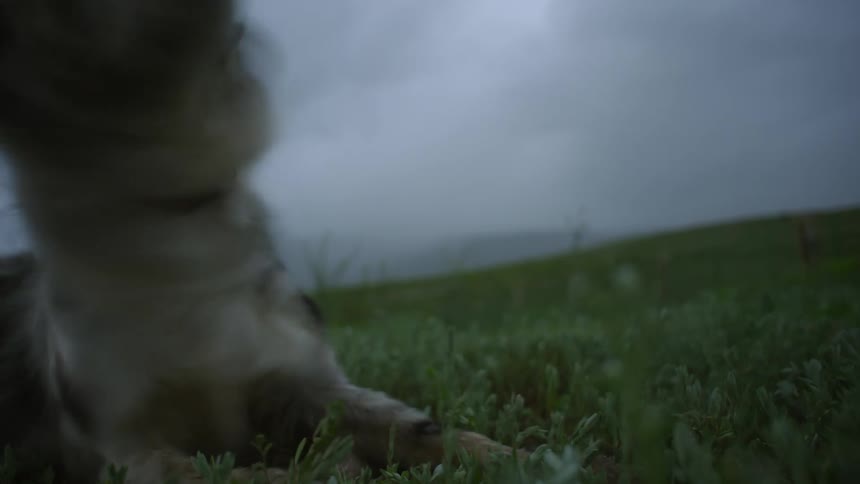 Storm clouds over a grassland where a dog shakes his head and lies down in the grass