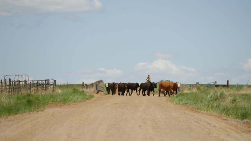 A herd of several cows walking on a dirt road