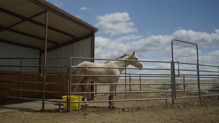 A white horse inside a fenced area with a metal barn to the left on a farm