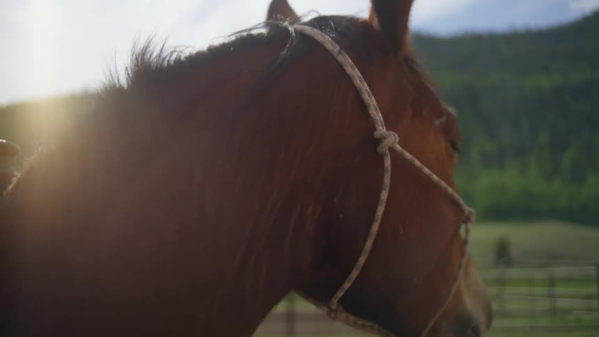 Closeup of a horses head with a rope halter against a backdrop of sunlit countryside and mountains