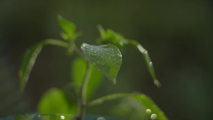 Raindrops fall onto wet leaves during a rainfall