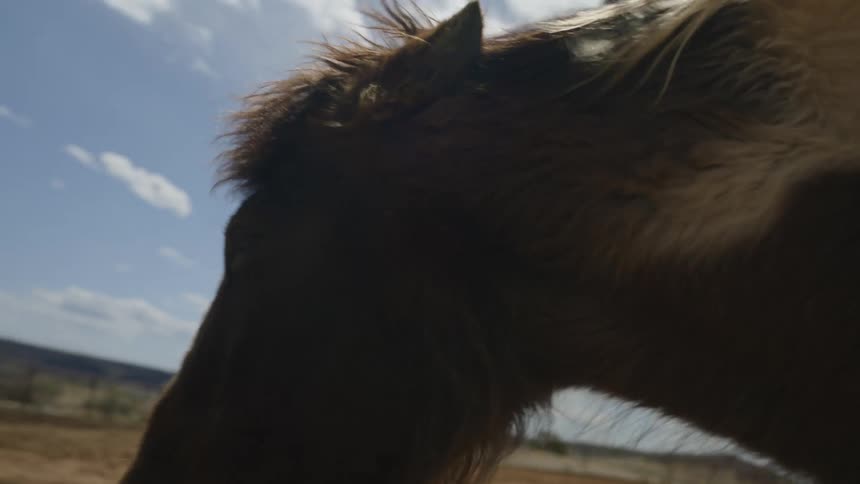 A horses head with a big mane and he is walking