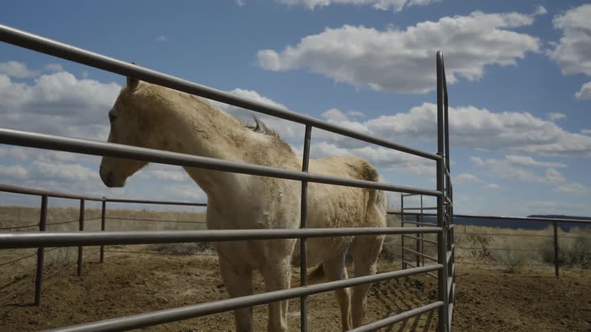 A horse stands in a metal pen on a ranch as the wind blows his mane around