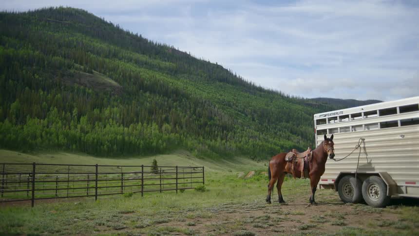 A horse tied to a horse trailer on a field
