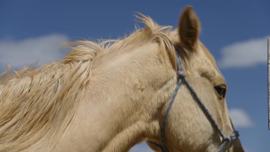 A horse blinks and moves its head while standing outdoors