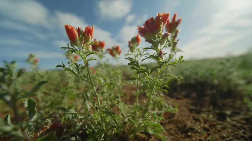Some small plants with orange petaled flowers in a field